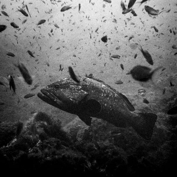 King of Depths