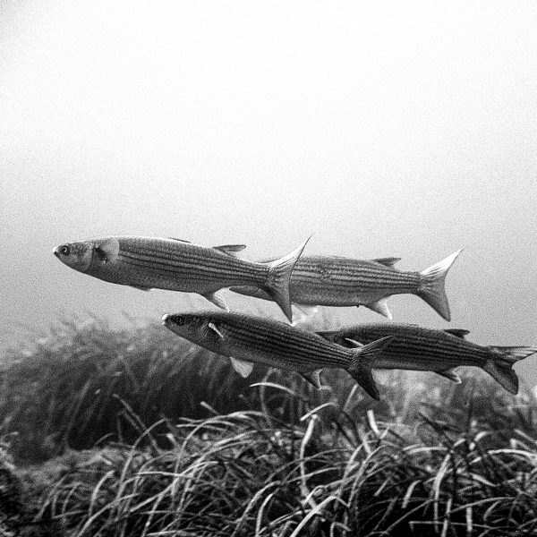 Quatros Amigos
