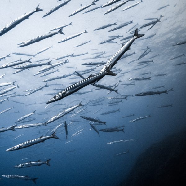 Barracudas