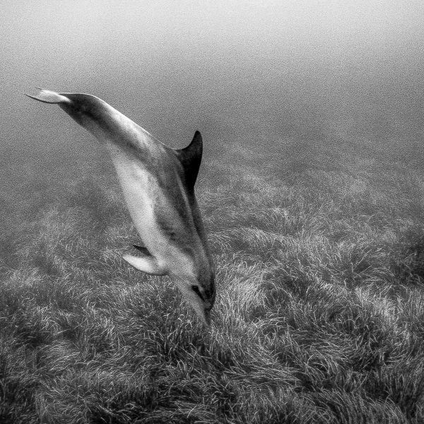 Looking for a prey