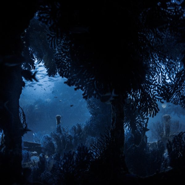 Jardin sous-marin