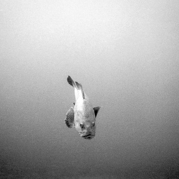The old grouper